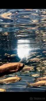 Ostroretka stěhovavá