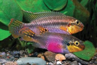 Pelvicachromis subocellatus