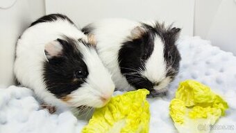 Zakrslý beránek, králíček,6- BARČA A BOBINKA