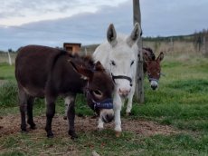 Miniaturní středozemní osel - mini oslík