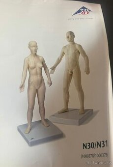 Figurína meridiánových drah (model muže)