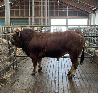 Plemenný býk parthenaise