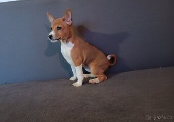 Basenji - štěňata bez pp