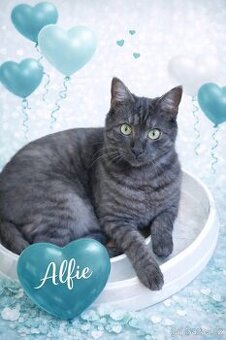 ALFIE - kastrovaný kocourek 11 měsíců
