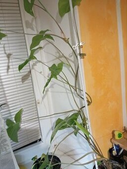 Syngonium Podophylum