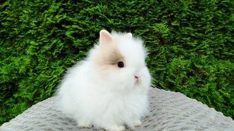 Zakrslý Teddy králík, králíček - KAILA A KIARA