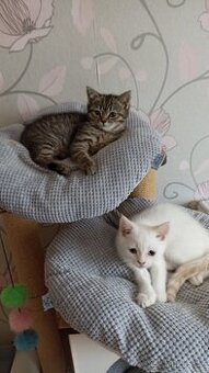 Britská koťátka whiskas a colourpoint