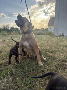 Štěňata cane corso X Presa canaria