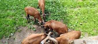 Beránek, beran kamerunský, ovce kamerunská