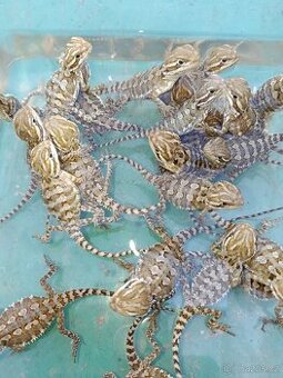 agama trpasličí - Pogona henrylawsonii