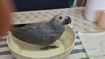 ZAKO KONGO
