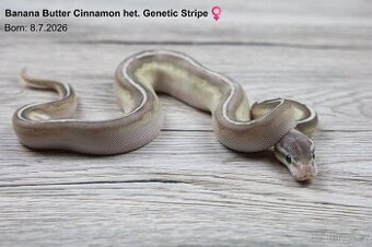 Krajta královská Pastel Cinnamon Butter het. Genetic Stripe