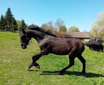 Barock Pinto