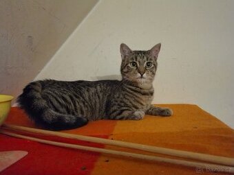 Mourovaný, opatrný 10měsíční Mikeš - 1