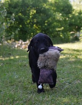 Labrador Retriever Anglicka pracovná línia