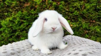 Zakrslý beránek, králíček, králík - TYMIÁN