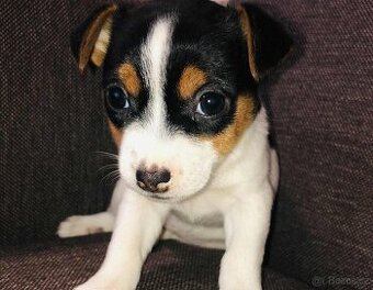 Jack russel teriér tricolor