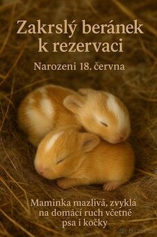 🐇🐰 Zakrslý beránek – mláďata k rezervaci