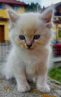 Mačiatka ragdoll