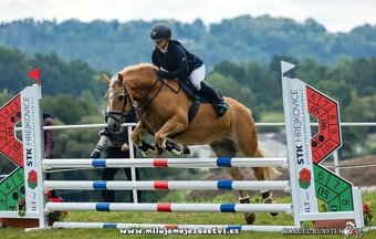 Klisna hafling - pony B do sportu