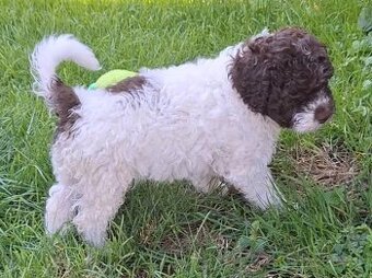 Lagotto romagnolo - pejsci
