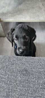 Stěně Labrador