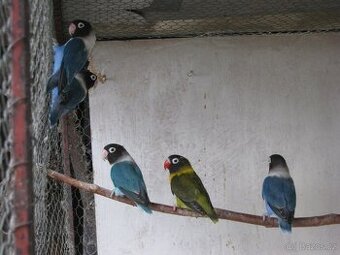 Prodám agapornis personata