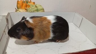 Morče