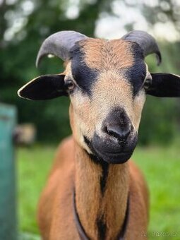 Prodám letošní kamerunské beránky