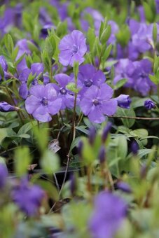 TRVALKY - mladé rostlinky