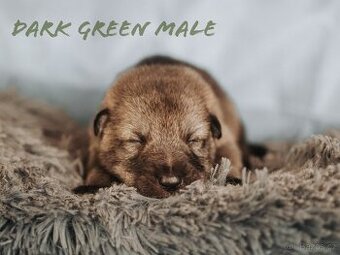 Saarloosův vlčák - prodej