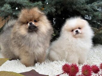 Štěňátka Pomeranian