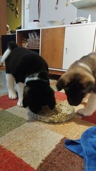Americká akita štěňátka pejsek a fenečka