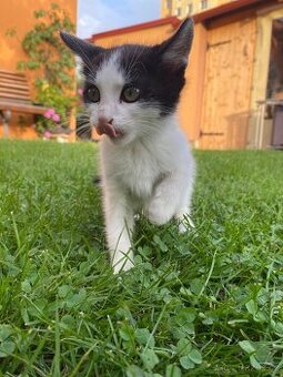 DARUJEME KOŤÁTKA DO DOBRÝCH RUKOU