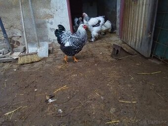 Wyandotka velká stříbrná černé lemovana