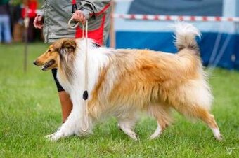 KOLIE DLOUHOSRSTÁ -  pes na krytí  s PP   (FCI)