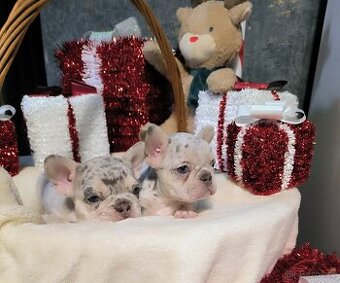 Francouzský buldoček