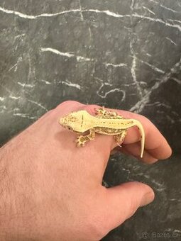 Pagekon řasnatý sameček 7 měsíců