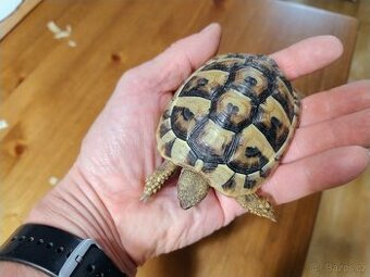 Suchozemská želva zelenavá 2023 - smlouva + Cites doklady