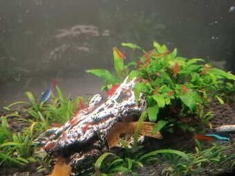 krevetky neocaridina red cherry 10,-/ ks