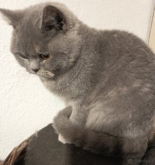 Britská čistokrevná jrýtjisrstý jičučja