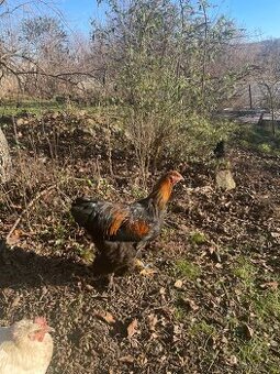 Brahmanka velká kohout