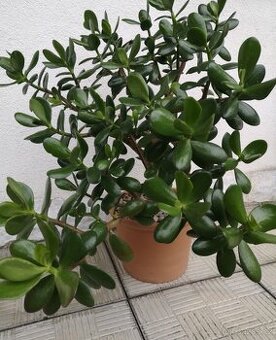 Pokojové květiny Tlustice