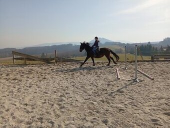 Kladrubska klisna 4 roky