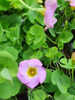 Oxalis Depressa