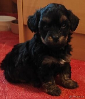 Bišonek (Havaňáček),maličká barevná štěňátka