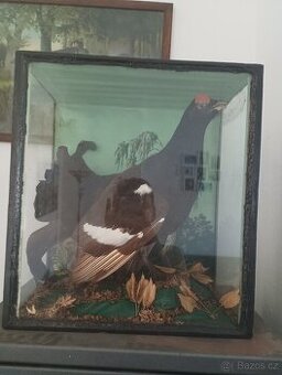 Preparace tetřev ve skle