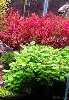 Lobelia cardinalis mini
