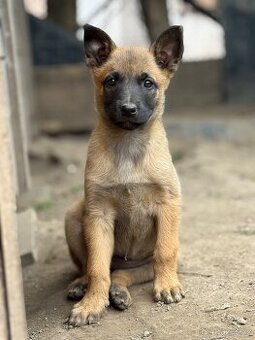 Belgický ovčák Malinois štěňátka