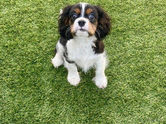 🐶 DARUJI ŠTĚŇATA - 605 860 430